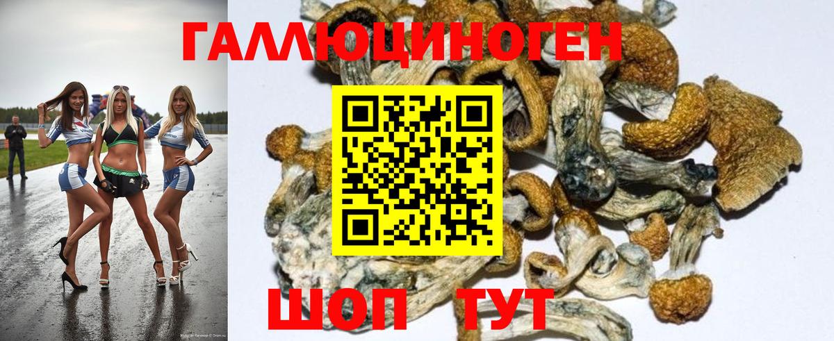 Псилоцибиновые грибы Psilocybe Подольск