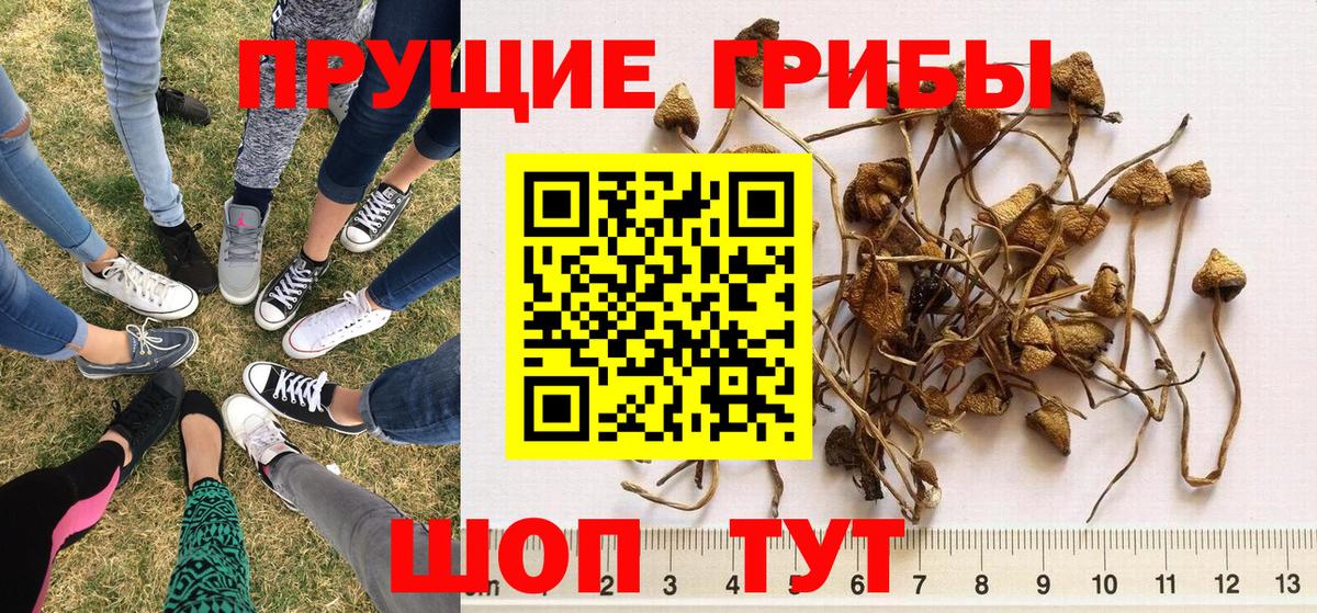 как найти закладки  Подольск  Галлюциногенные грибы ЛСД  Псилоцибиновые грибы мицелий 